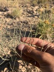 Astragalus convallarius