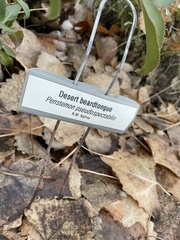 Penstemon caespitosus desertipicti