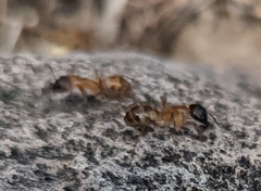 Camponotus sansabeanus