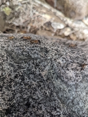 Camponotus sansabeanus