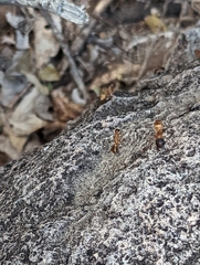 Camponotus sansabeanus