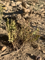 Astragalus megacarpus
