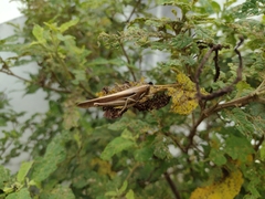 Schistocerca flavofasciata