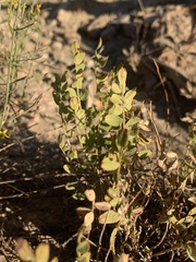Astragalus megacarpus