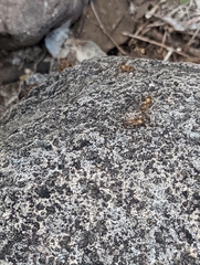 Camponotus sansabeanus