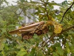 Schistocerca flavofasciata