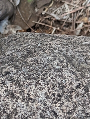 Camponotus sansabeanus