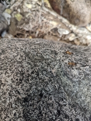 Camponotus sansabeanus