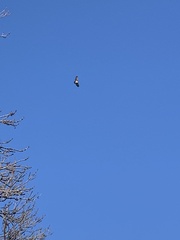 Buteo jamaicensis