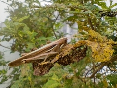 Schistocerca flavofasciata