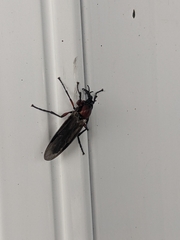 Dilophus nigrostigma