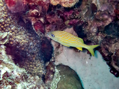 Haemulon flavolineatum