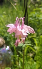 Aquilegia vulgaris