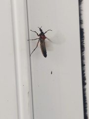 Dilophus nigrostigma