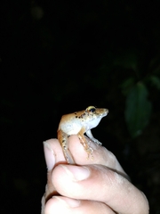 Pristimantis charlottevillensis