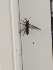 Dilophus nigrostigma