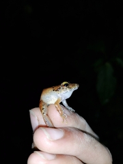 Pristimantis charlottevillensis