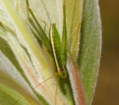 Polichne