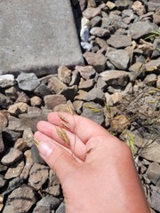 Bromus