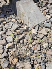 Bromus