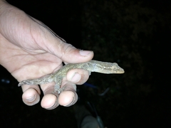 Thecadactylus rapicauda