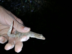 Thecadactylus rapicauda