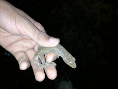 Thecadactylus rapicauda