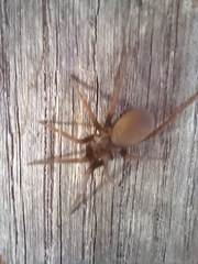 Kukulcania hibernalis