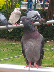 Columba livia