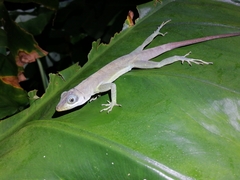 Anolis richardii