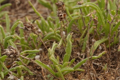 Plantago
