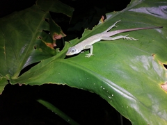 Anolis richardii