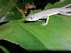 Anolis richardii