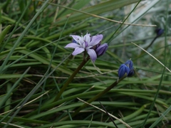 Scilla verna