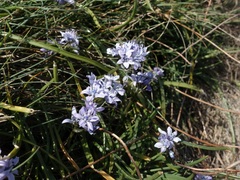 Scilla verna