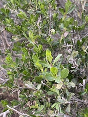Baccharis pilularis consanguinea