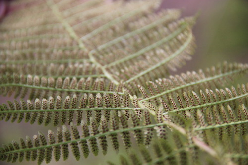 Common ladyfern (Athyrium filix-femina)