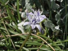 Scilla verna