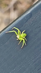 Diaea