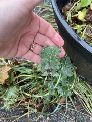 Brassicaceae