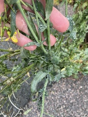 Brassicaceae