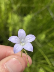 Wahlenbergia androsacea