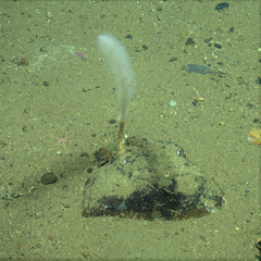 Asbestopluma