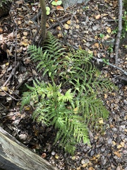 Asplenium appendiculatum