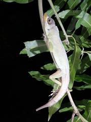 Anolis richardii
