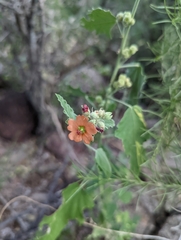 Sphaeralcea fendleri