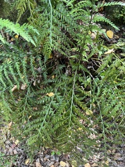 Asplenium appendiculatum