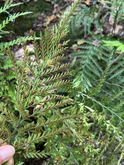 Asplenium appendiculatum