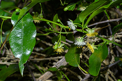 Passiflora tetrandra