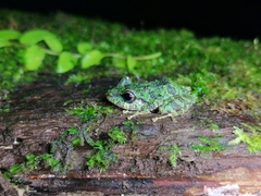 Pristimantis turpinorum